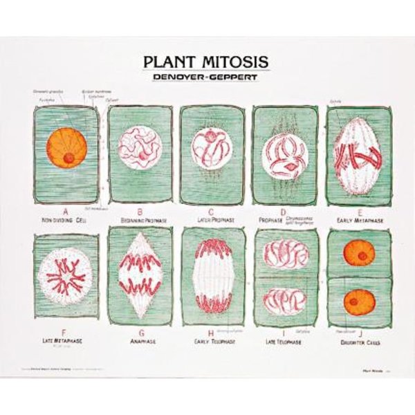 Denoyer-Geppert Charts/Posters, Plant Mitosis Chart Mounted 1893-10